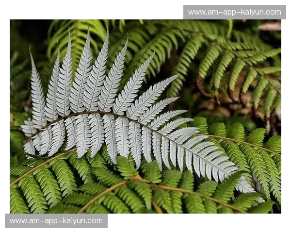 枫叶与银蕨的对决：新西兰vs加拿大，哪片土地更让你心动？